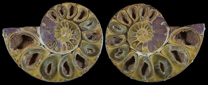 Cut & Polished, Agatized Ammonite Fossil - Jurassic #53821